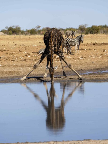 Giraffe drinkt bij waterplaats in Etosha Nationaal Park