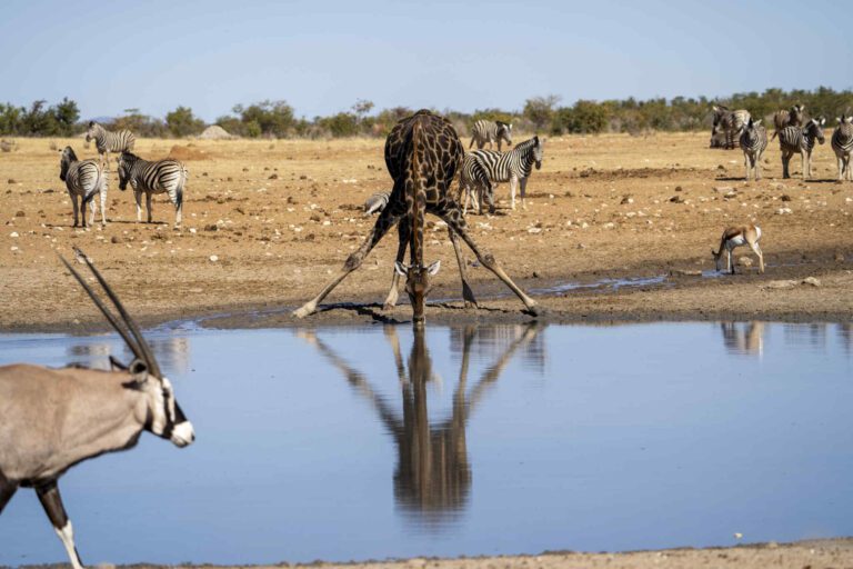 Giraffe drinkt bij waterplaats in Etosha Nationaal Park
