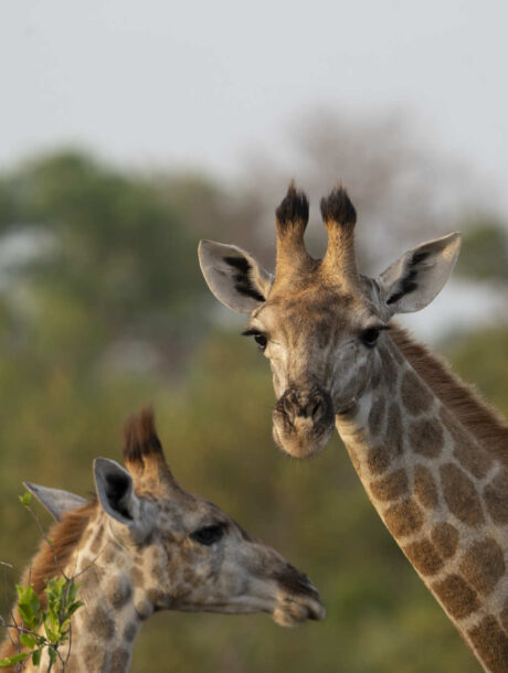 Giraffen duo