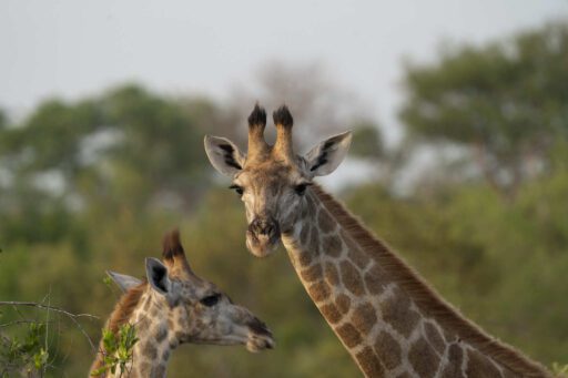 Giraffen duo
