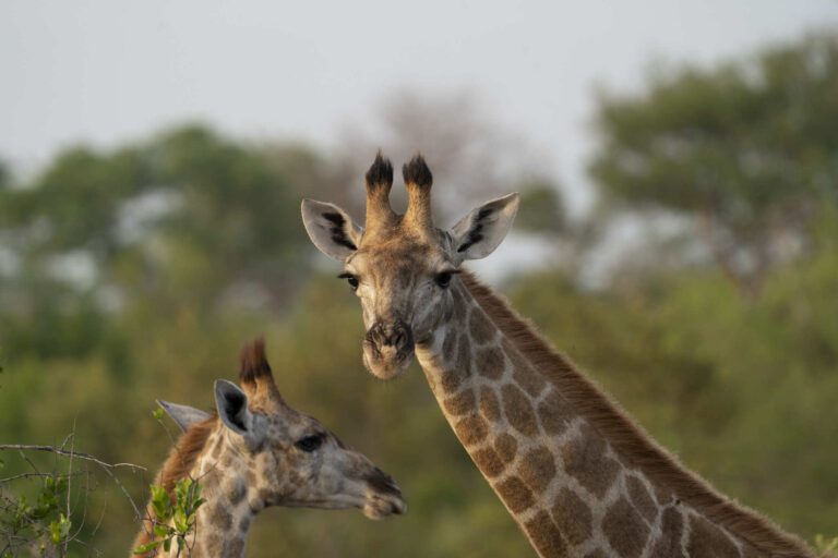 Giraffen duo