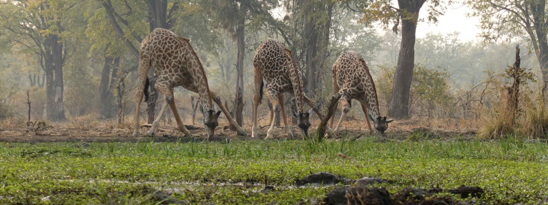 Giraffen drinken in Zambia