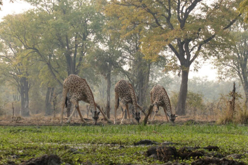 Giraffen drinken in Zambia