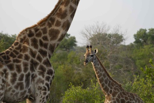 Giraffen tijdens privé wildrit