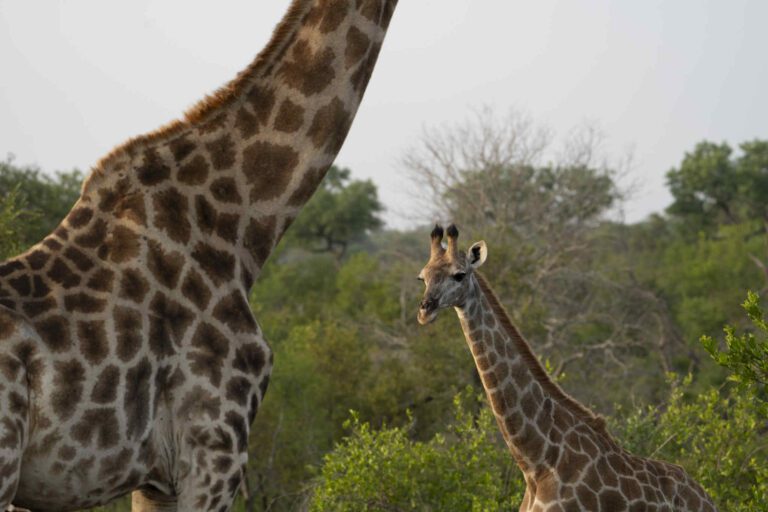 Giraffen tijdens privé wildrit