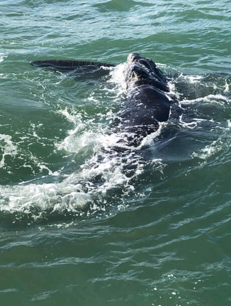 Walvis in Hermanus, Zuid-Afrika