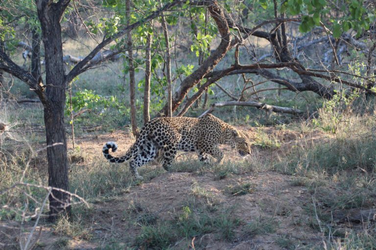 Luipaard aan het jagen in in Hluhluwe-Imfolozi in Zuid-Afrika