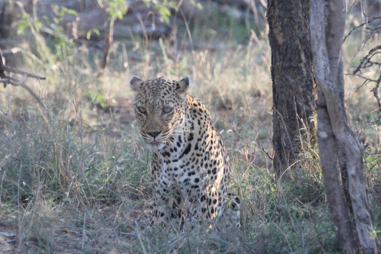 Luipaard tijdens een safari in Hluhluwe-Imfolozi