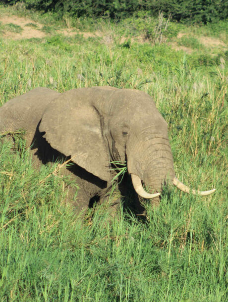 Olifanten tussen het riet in Hluhluwe-Imfolozi Park in Zuid-Afrika