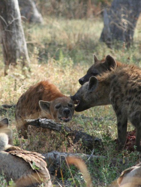 Hyena's in South Luangwa Park