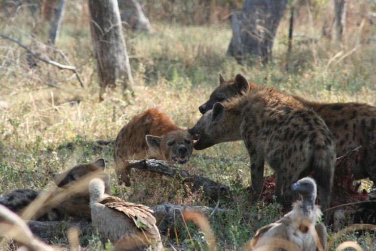 Hyena's in South Luangwa Park
