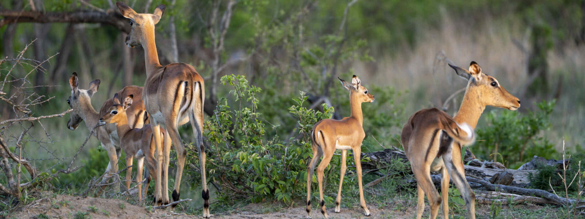 Impala's bekijken tijdens privé safari