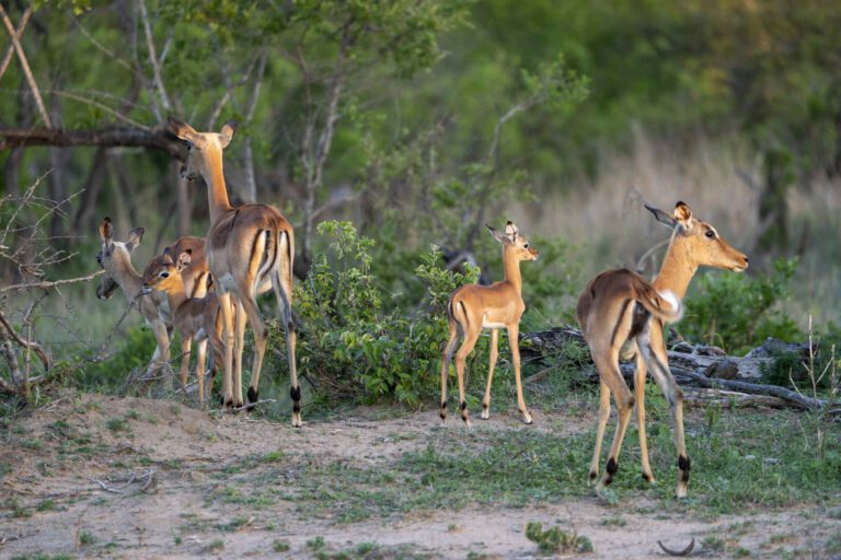 Impala's bekijken tijdens privé safari