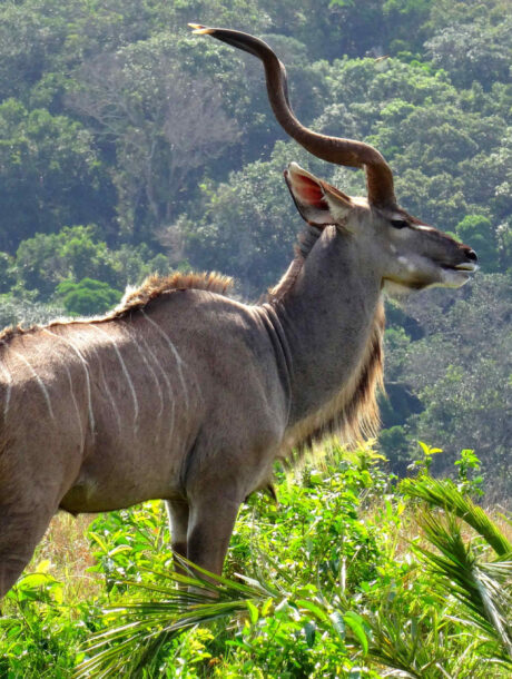 Kudu in het Isimangaliso Wetlands Park in Zuid-Afrika