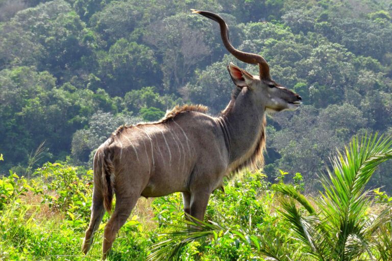 Kudu in het Isimangaliso Wetlands Park in Zuid-Afrika