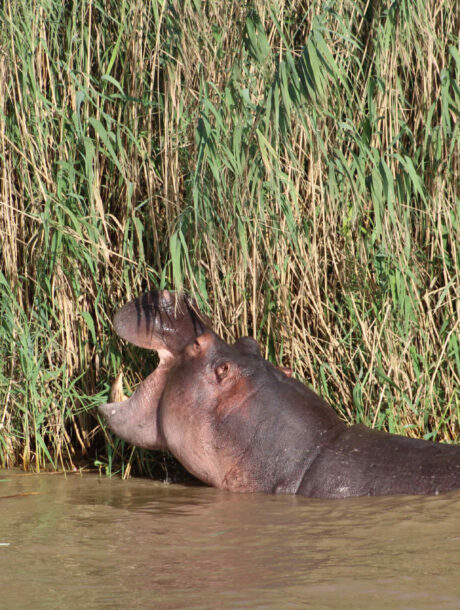 Nijlpaard in het riet in het Isimangaliso Wetlands Park in Zuid-Afrika