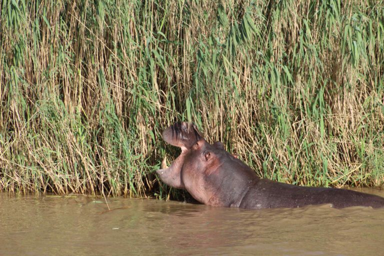 Nijlpaard in het riet in het Isimangaliso Wetlands Park in Zuid-Afrika