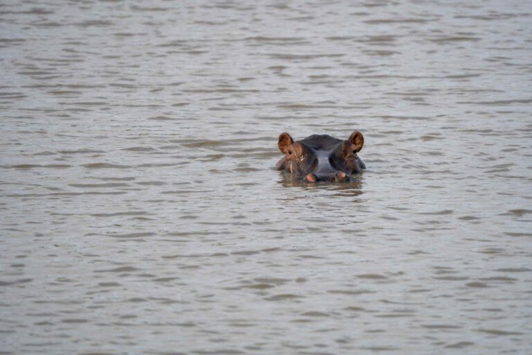 Nijlpaard komt omhoog uit het water in Isimangaliso Wetlands