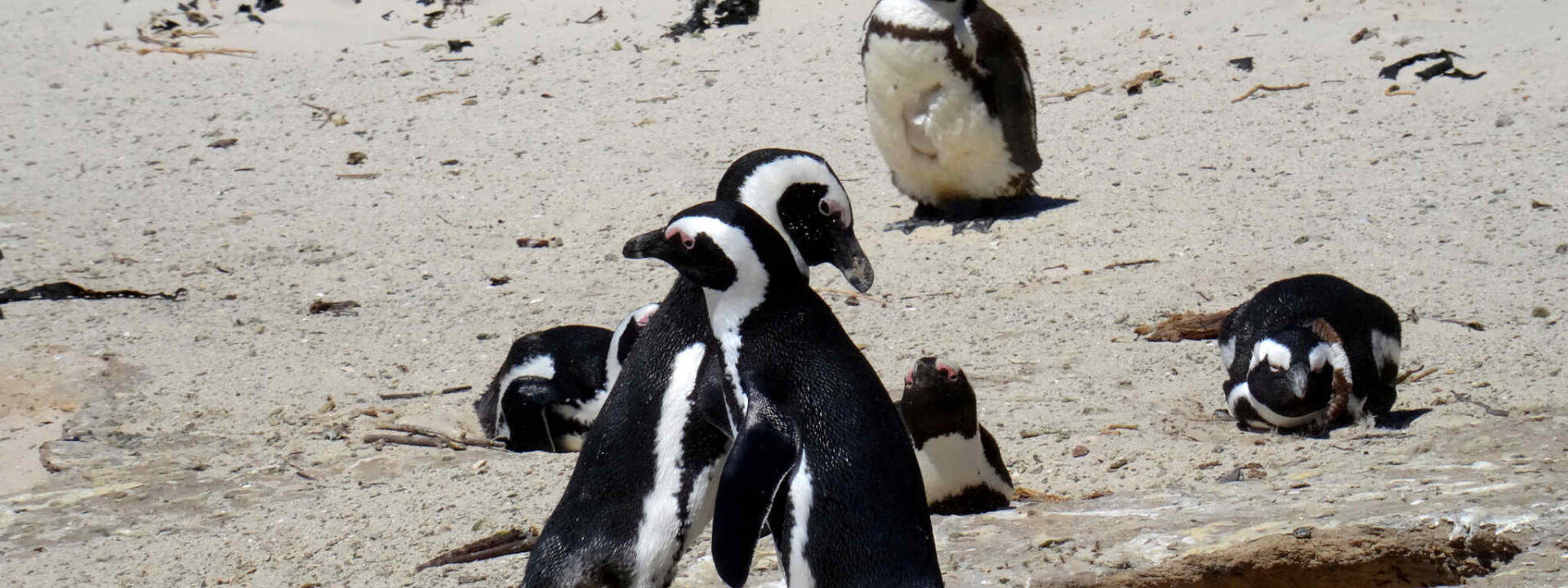Penguins geven elkaar een knuffel bij Boulder's Beach in Kaapstad