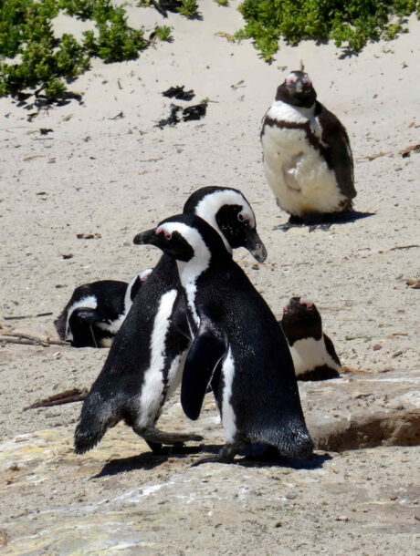 Penguins geven elkaar een knuffel bij Boulder's Beach in Kaapstad