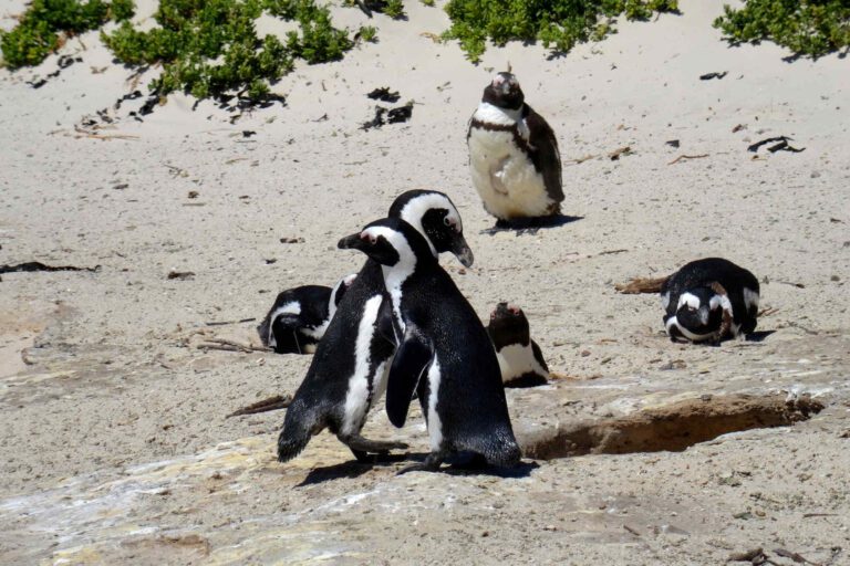 Penguins geven elkaar een knuffel bij Boulder's Beach in Kaapstad