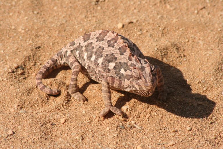 Kameleon in woestijn