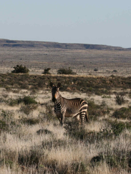 Drie zebra's in Karoo Nationaal Park in Zuid-Afrika