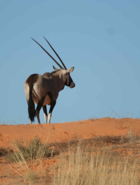 Gemsbok in het rode zand van Kgalagadi