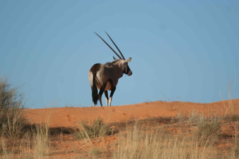 Gemsbok in het rode zand van Kgalagadi