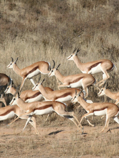 Springende springbokken in Kgalagadi Transfontier Park