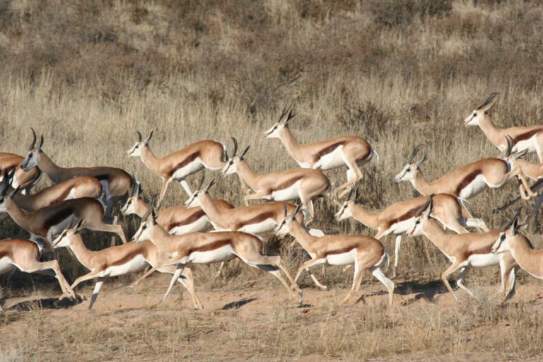 Springende springbokken in Kgalagadi Transfontier Park