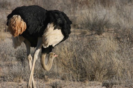 Mannetjes struisvogel in het Kgalagadi Transfontier Park