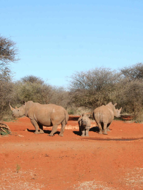 Neushorens in het rode zand in Kgalagadi Transfontier Park