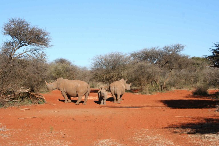 Neushorens in het rode zand in Kgalagadi Transfontier Park