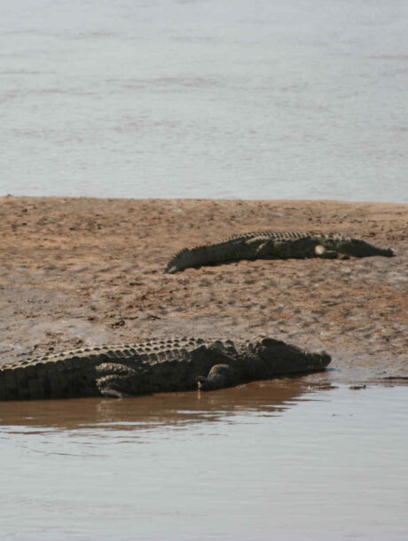 Krokodillen in Zambia