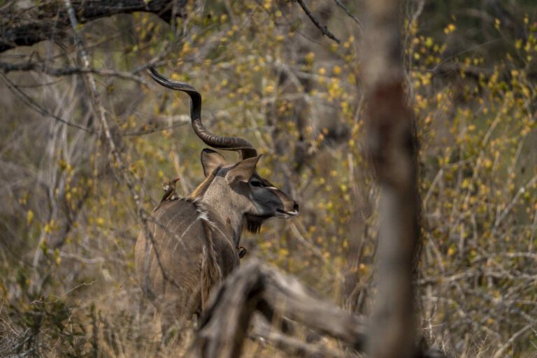Kudu met vogels op zijn rug in Kruger
