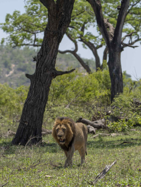 Mannetjes leeuw komt aanlopen in Kruger Park in Zuid-Afrika