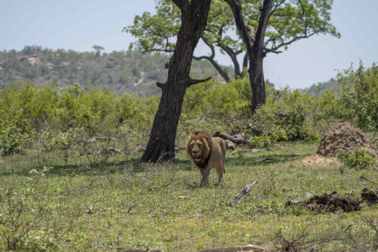 Mannetjes leeuw komt aanlopen in Kruger Park in Zuid-Afrika