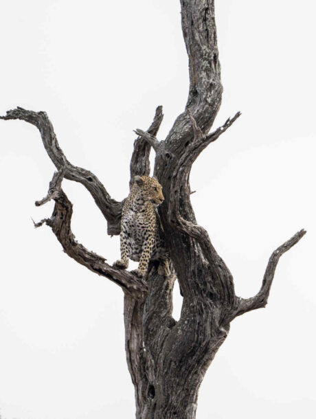 Luipaard op de uitkijk in een dode boom in Kruger Park, Zuid-Afrika