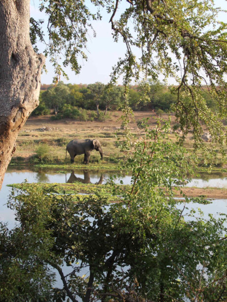 Olifant aan het water in Pafuri in het Kruger Park