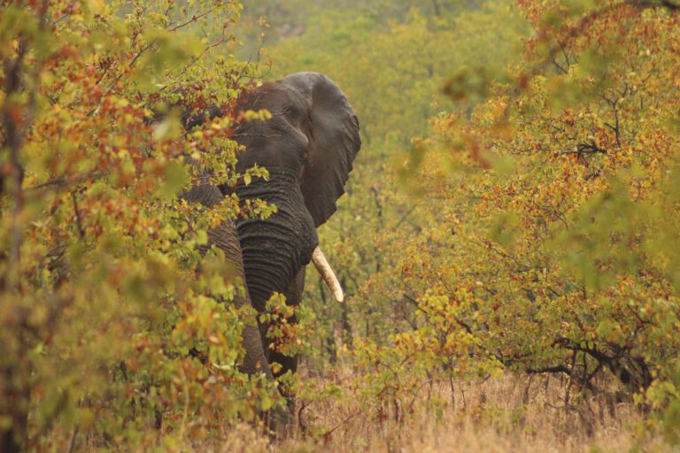 Olifanten tussen de Mopani bomen in Kruger Nationaal Park