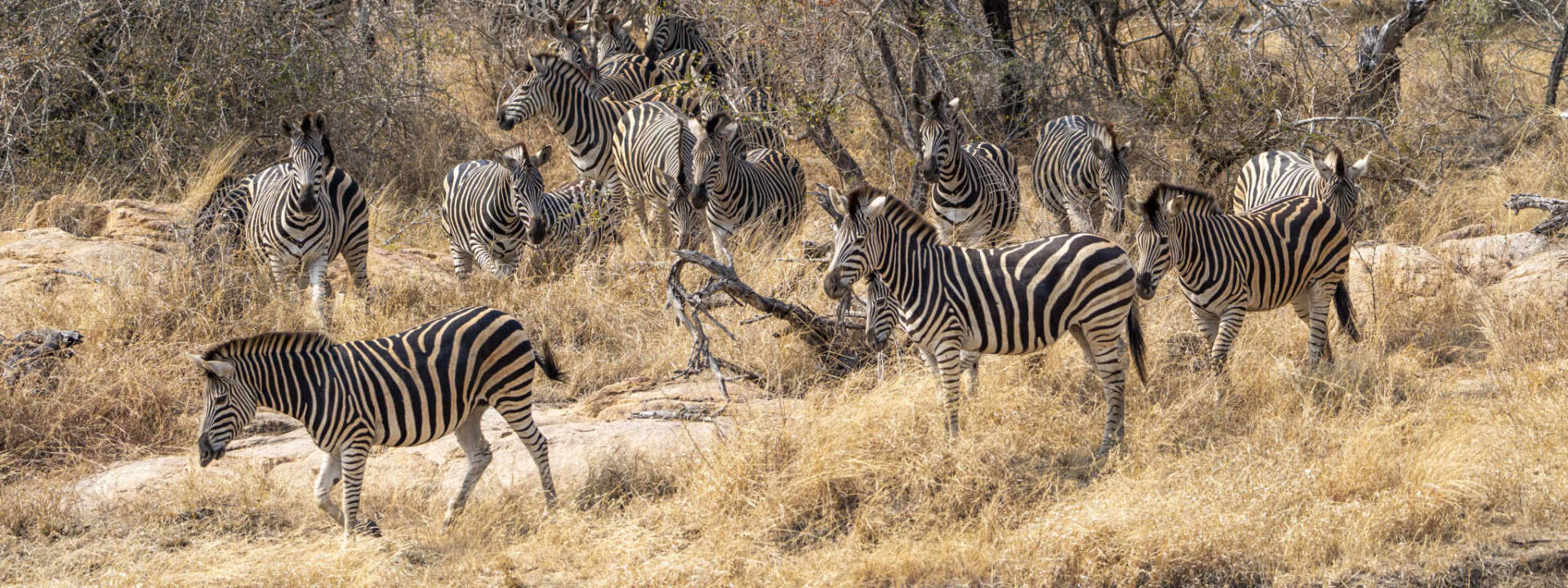 Zebra's steken over in Kruger