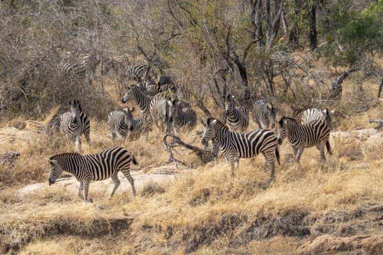 Zebra's steken over in Kruger