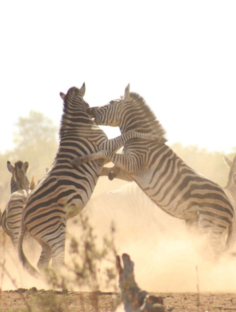 Vechtende zebra's in het stof in Kruger Nationaal Park