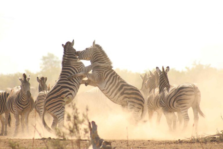Vechtende zebra's in het stof in Kruger Nationaal Park