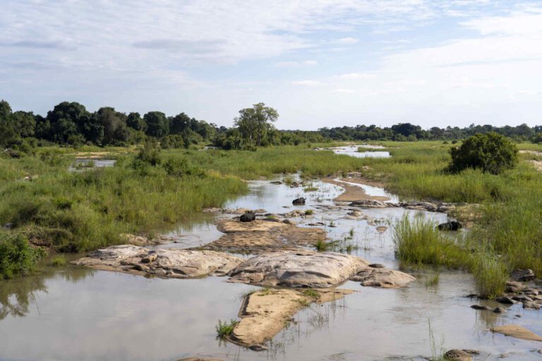 Buffels liggen in een rivier in Kruger Nationaal Park