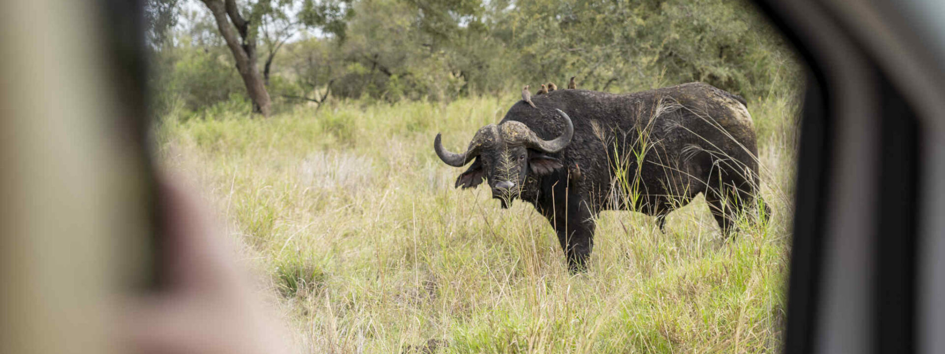 Een buffel gespot tijdens een selfdrive safari in het Kruger Park in Zuid-Afrika