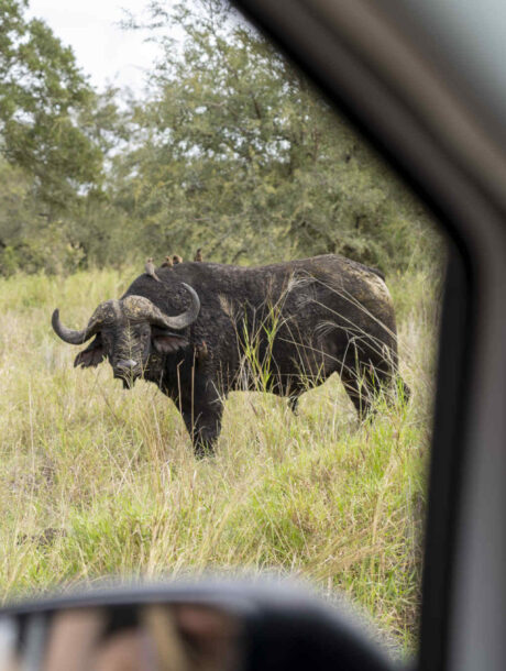 Een buffel gespot tijdens een selfdrive safari in het Kruger Park in Zuid-Afrika