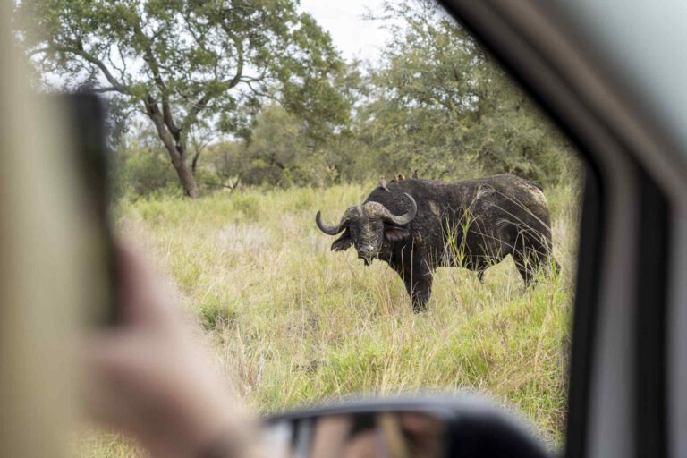 Een buffel gespot tijdens een selfdrive safari in het Kruger Park in Zuid-Afrika