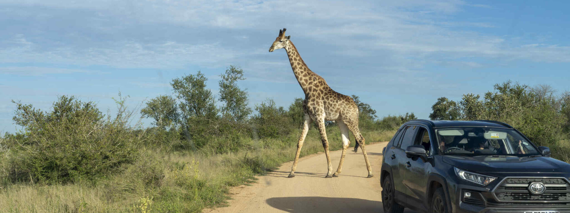 Giraffe op de weg met auto ervoor in Kruger